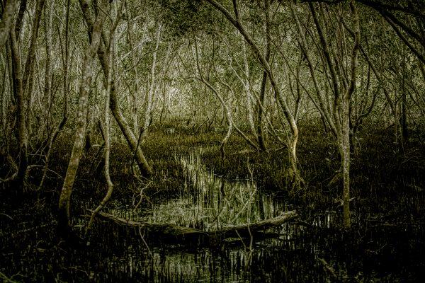 093_Open-GOLD-A-455-Mangrove Swamp