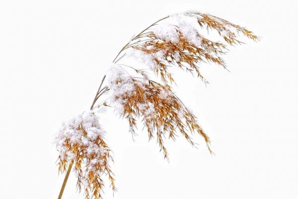 198_PMN-328-Golden Grass in Snow