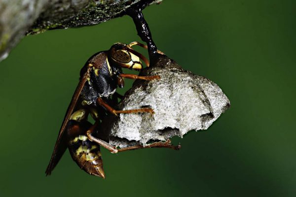 220_NAT-47-Paper Wasp Guarding Nest
