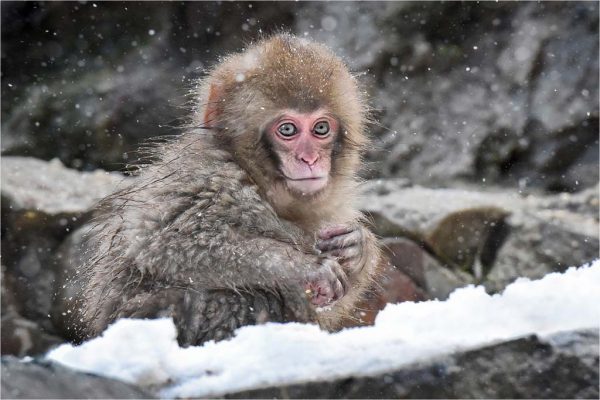 306_POY-328-Baby Monkey in the Snow