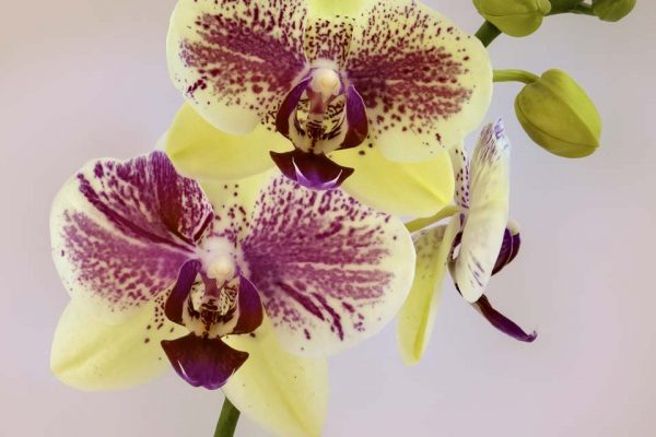 349_15a_PIY-448-orchid