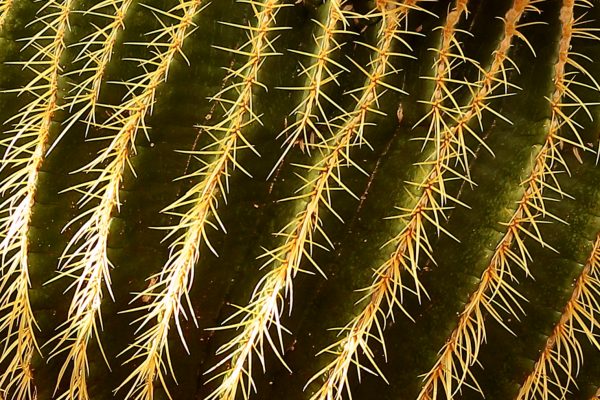 116-Open-GOLD-A-87-Cactus-Spikes