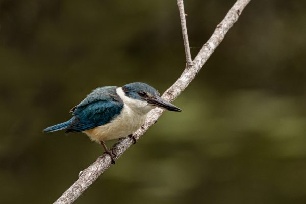 047-POpen-A-47-Kingfisher