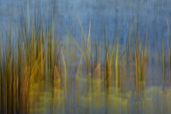 049-Set-A-47-Reed-Scape