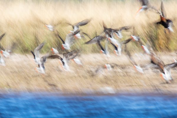 052-Set-A-356-Chobe-Wetlands-Birds-in-Flight