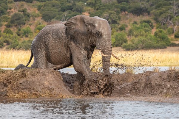 139-Open-GOLD-A-356-Chobe-River-Elephant-Mud-Bath