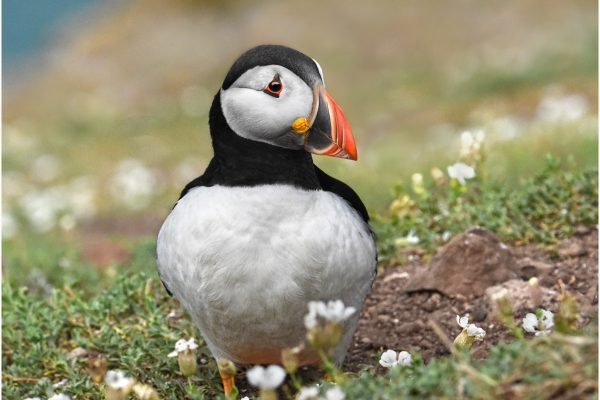 24520220719Open-GOLD-A-328-Puffin-amongst-the-Flowers
